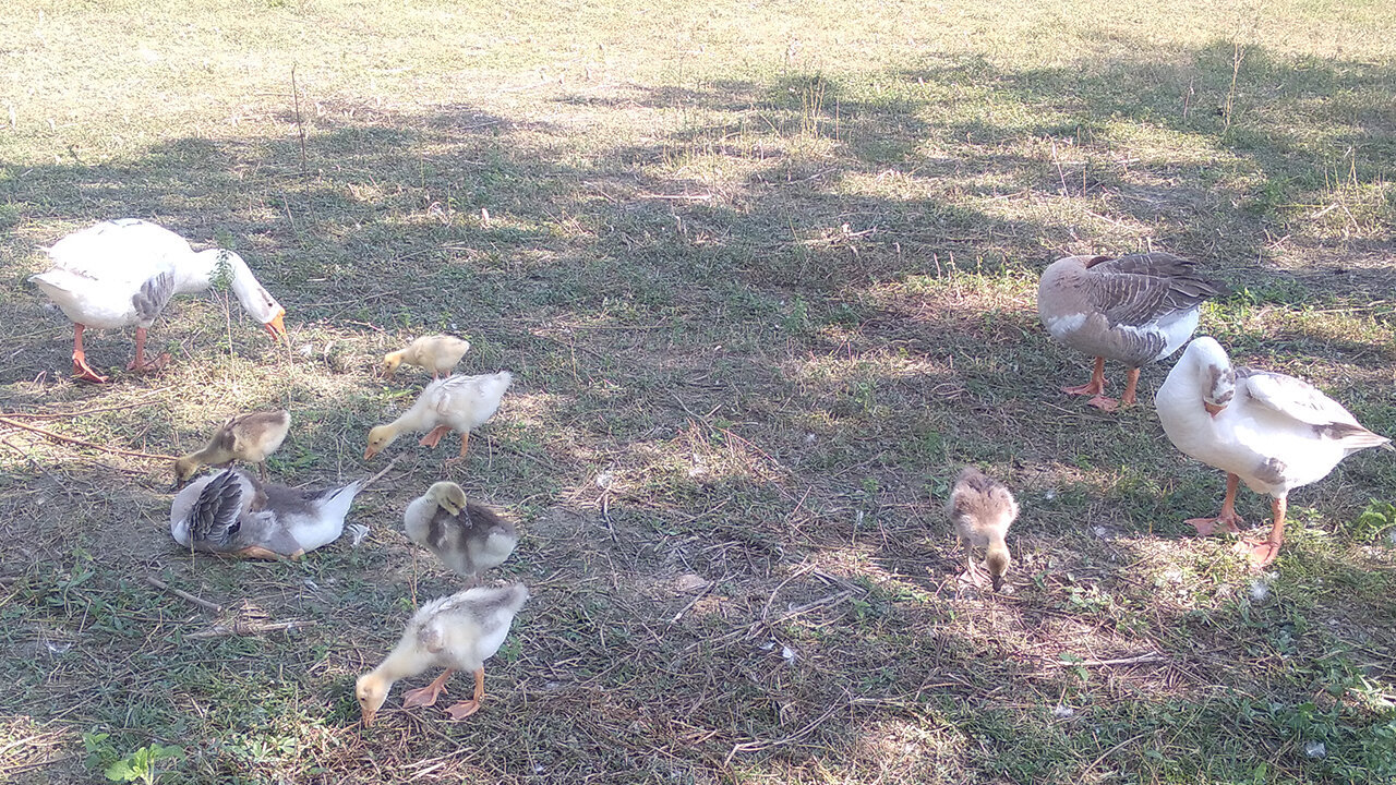 🦆🦆🦆 😃😃😃 So cute babies-Swan and their children's game. ❤️❤️❤️❤️❤️