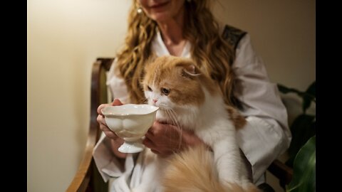 Cute cat drinking milk 🍼🍼🍼