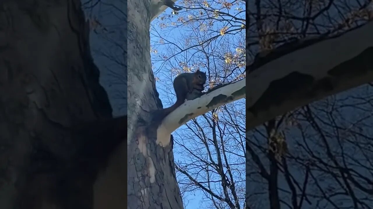 Nutty squirrel