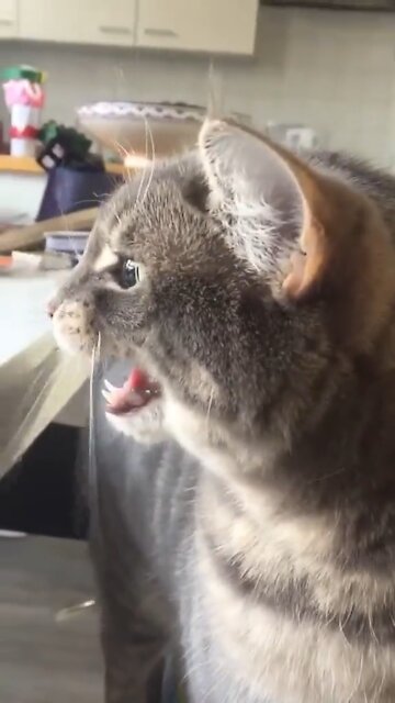 What do you think she's saying 😺 {Iti Malia}