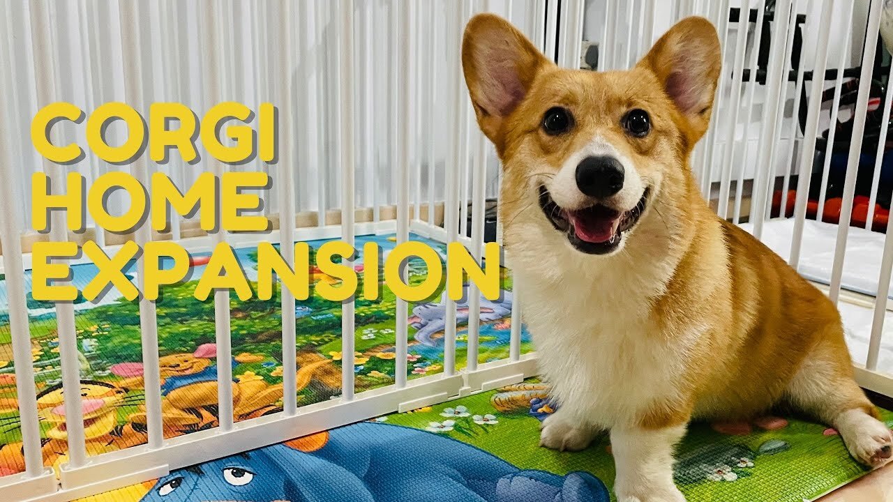 Shinji The Corgi- Corgi Playpen Expansion