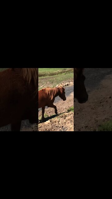 Little visits with Banjo the brumby - Banjo and I have a stand off Part II