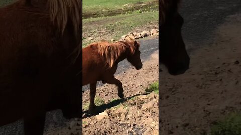 Little visits with Banjo the brumby - Banjo and I have a stand off Part II