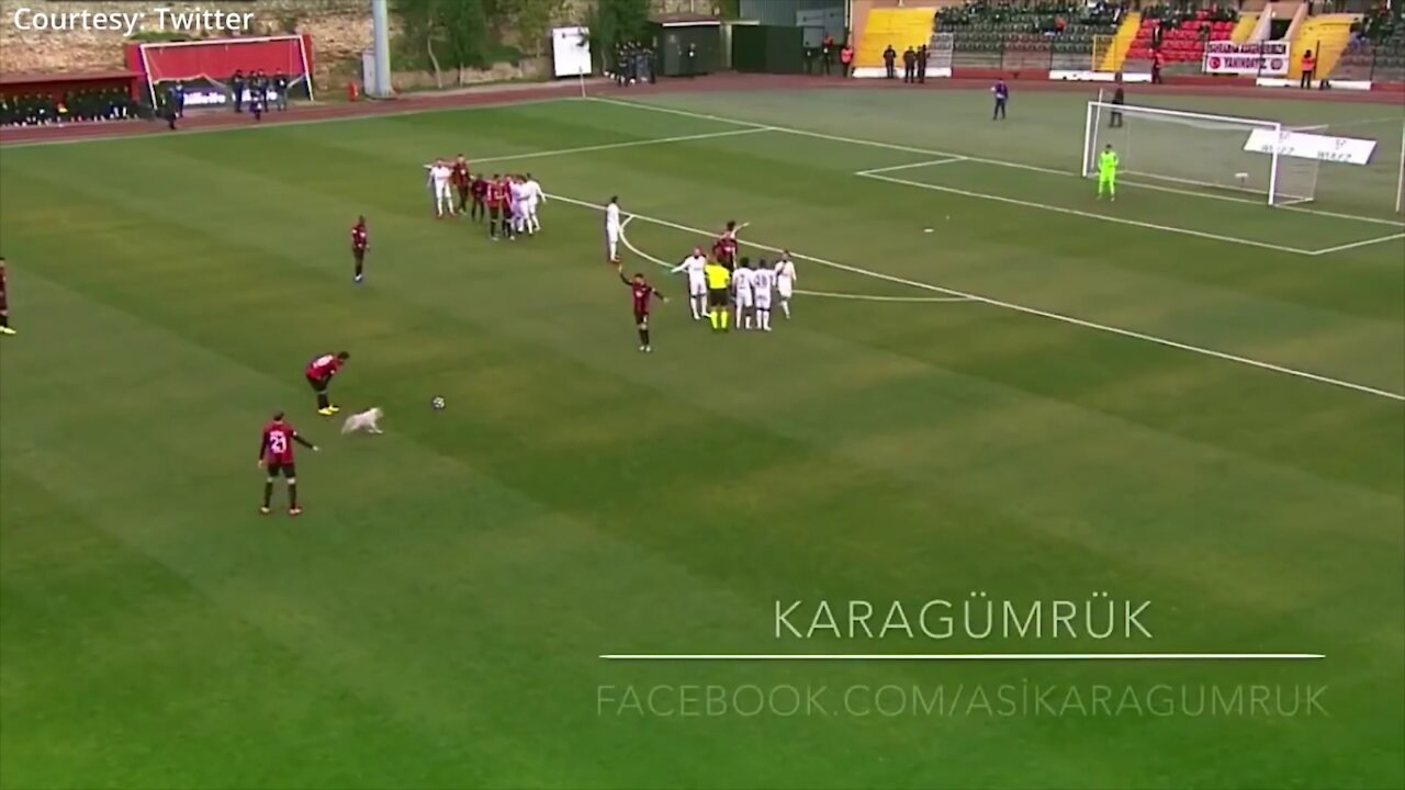 Dog tries to take free kick during a match