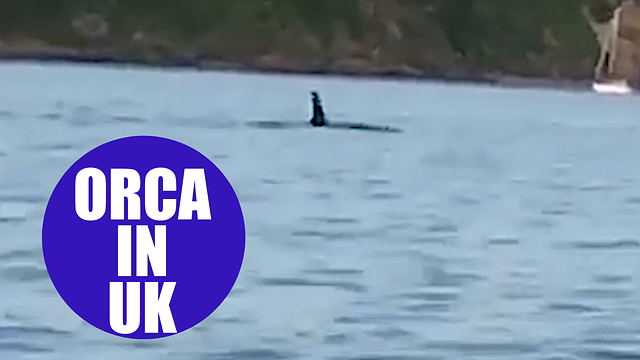 Video captures Orca swimming in Plymouth Sound