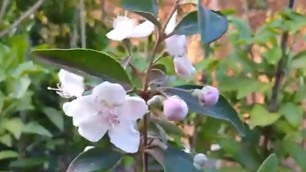 Frutíferas produzindo em vaso mirtilo peludo gin cereja framboesa nespera Sapota preta Sapoti...