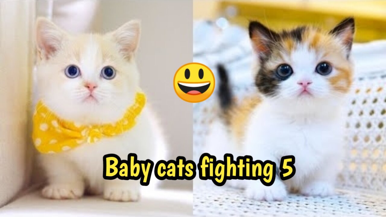 Baby Cats Fighting 5