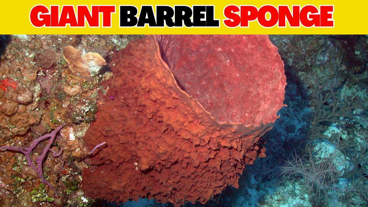 Giant Barrel Sponge