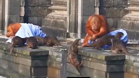 Three Otters not letting the Orangutan sleep peacefully