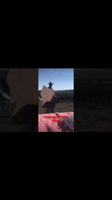 Cowboys, Bulls, Horses and branding #beef #cowboys #horse #cowboys #shorts #fishing