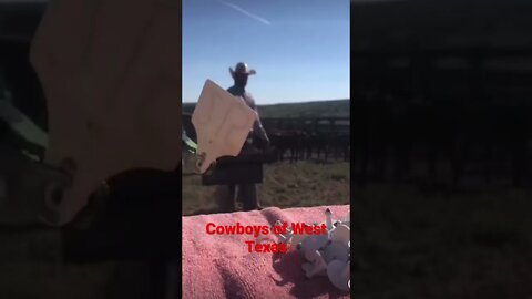Cowboys, Bulls, Horses and branding #beef #cowboys #horse #cowboys #shorts #fishing