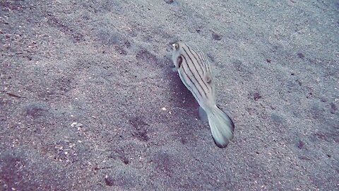Funny Fish....