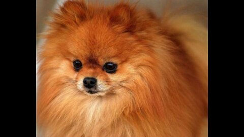One of the most beautiful domestic dogs (Albiomeranian dog)