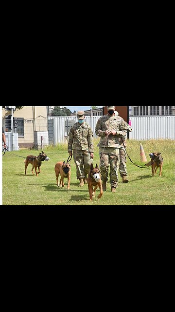 CISF Dog Squad feeding routine.