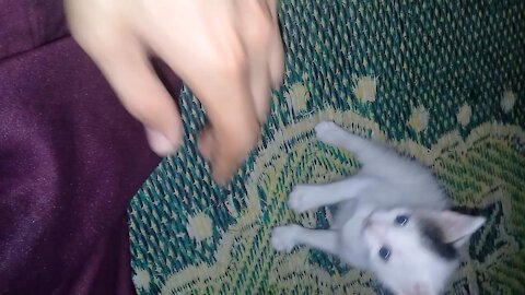 Baby kitten playing and biting me