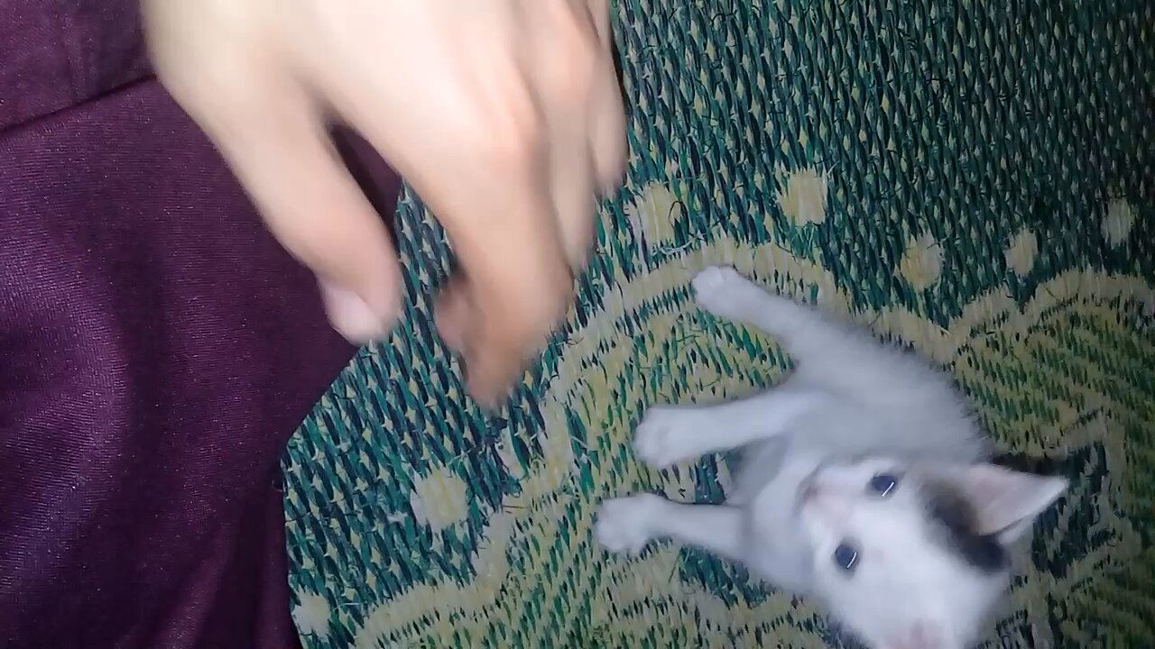 Baby kitten playing and biting me