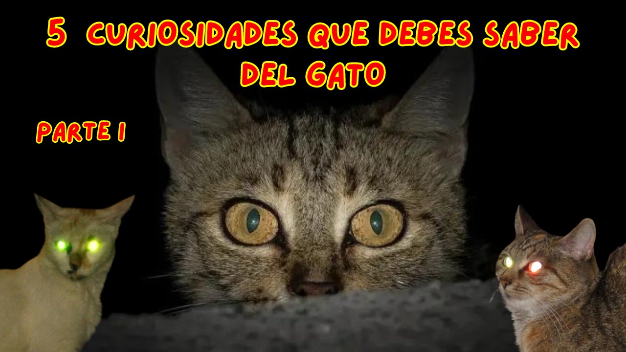 🐱 5 CURIOSIDADES QUE DESCONOCES DE LOS GATOS 🐱/ PARTE I