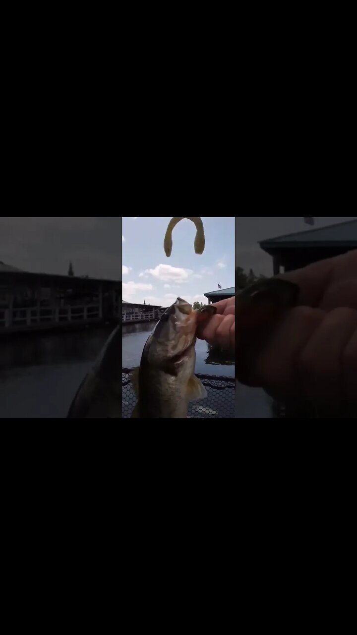 What is that? #bassfishing #largemouthbassfishing
