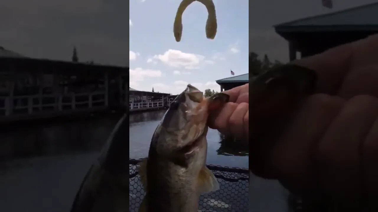 What is that? #bassfishing #largemouthbassfishing