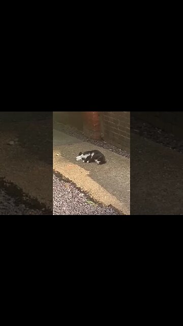 Beautiful cat lays down as its so hot- i love cats #cats #catshorts