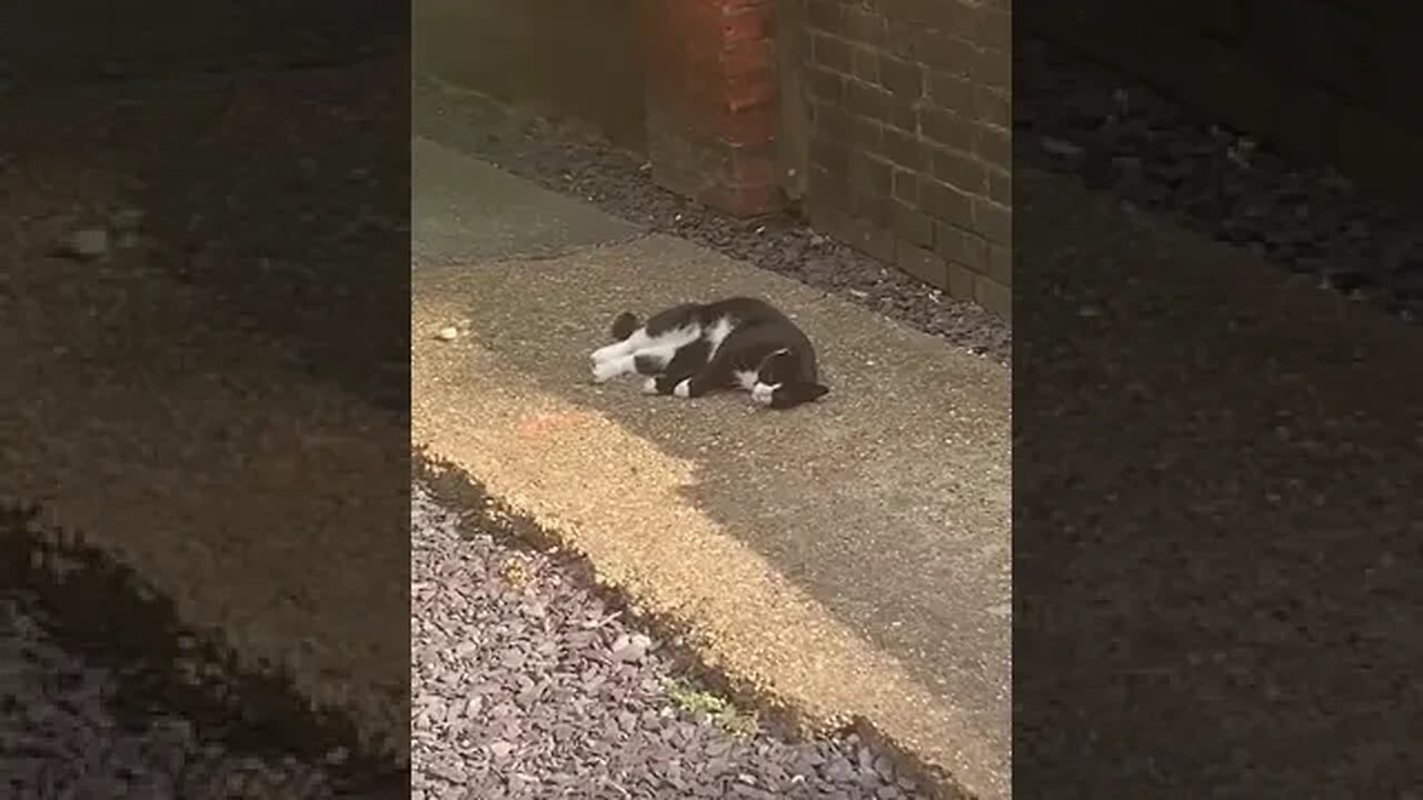 Beautiful cat lays down as its so hot- i love cats #cats #catshorts