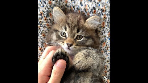 Adorable Overload: Meet the Fluffiest Baby Cat Ever!