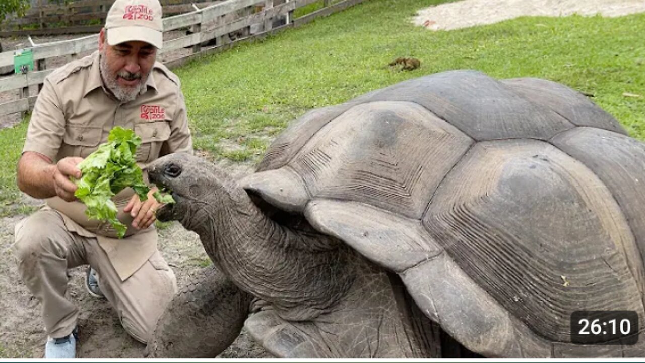 104 YEAR OLD TORTOISE 🐢