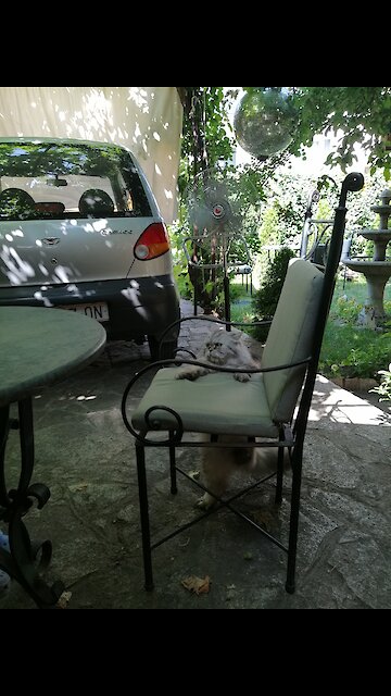 Persistent Kitty Hilariously Climbs On Top Of Chair