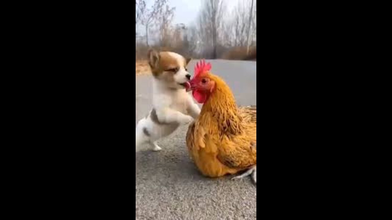 Funny dog vs coq 🐓