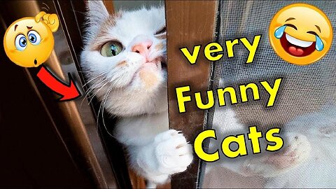 New Funny Animals 😂 Funniest Cats and Dogs Videos 😺🐶