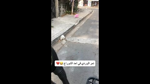 Pink panther