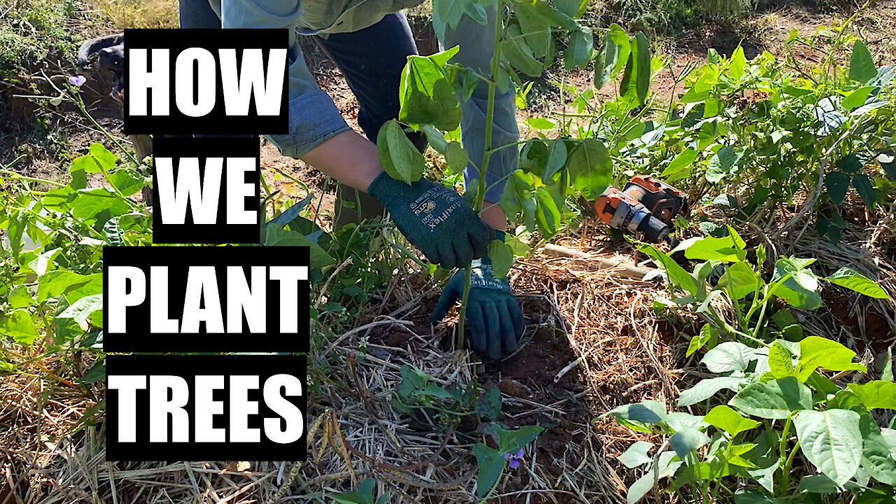 How We Plant Trees