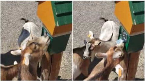 Capra intelligentissima riesce a procacciarsi il cibo manualmente!