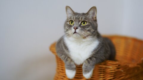 Cute Cat and kitten |Meow Meow| #shorts