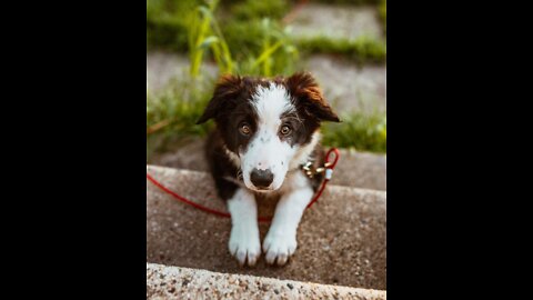 How to train the first STHing to Any puppy! Reality dog training