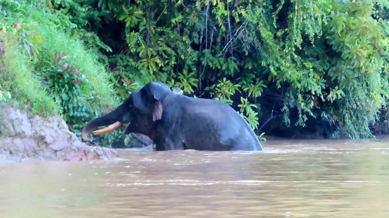 ELEPHANT SNORKELS ACROSS RIVER IN MALAYSIA *INCREDIBLE*