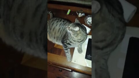 DAYDAY Best Moments 4 Magical Touch SFM #sfmcollective #shorts #cats
