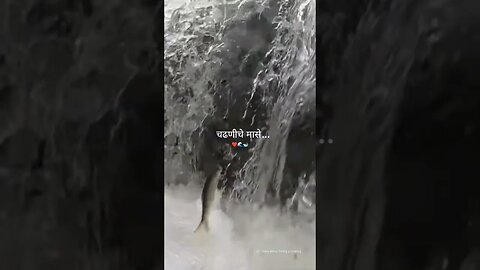 चढणीचे मासे ... ❤️🌊🐋 आमचो कोकण