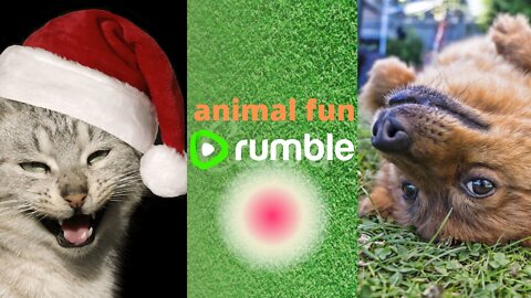 Funny Animals #dog #cat artist - Laughter 2 😂😹🐶
