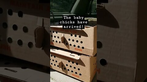 #cornishcross #meatchickens #meatbirds #chickens #chicks #babychicks #farmanimals #homesteading