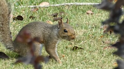 PEARS AND VARMINTS