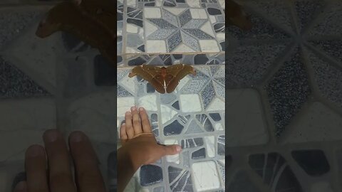 giant moth phililipines bohol