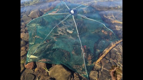 Crawdad trap catches fish!