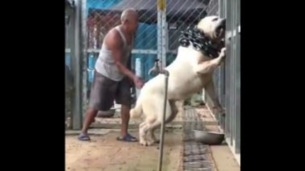 One of the largest dog in the world