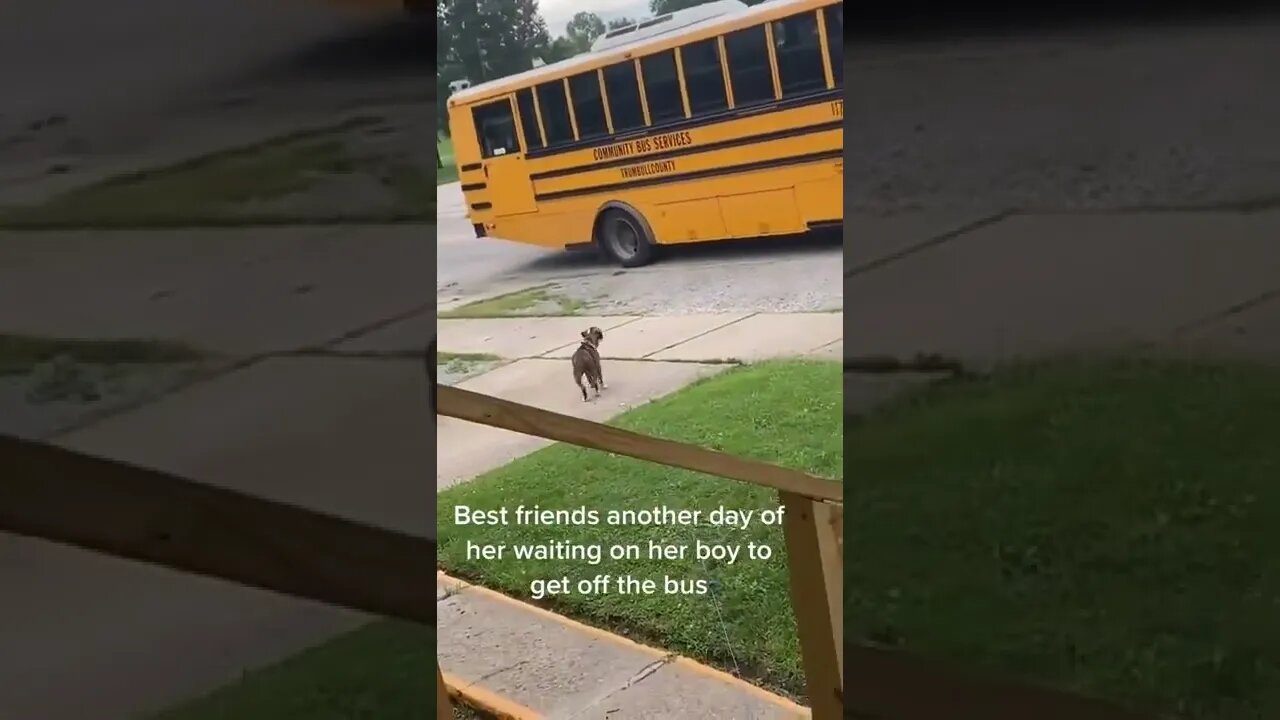 Pet Puppy Waits Patiently for School Bus to Greet Little Boy #shorts #short