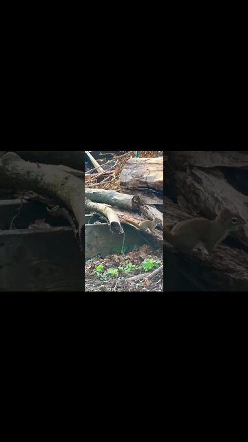 Squirrel preparing for Christmas 🥜🌰