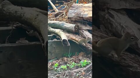 Squirrel preparing for Christmas 🥜🌰