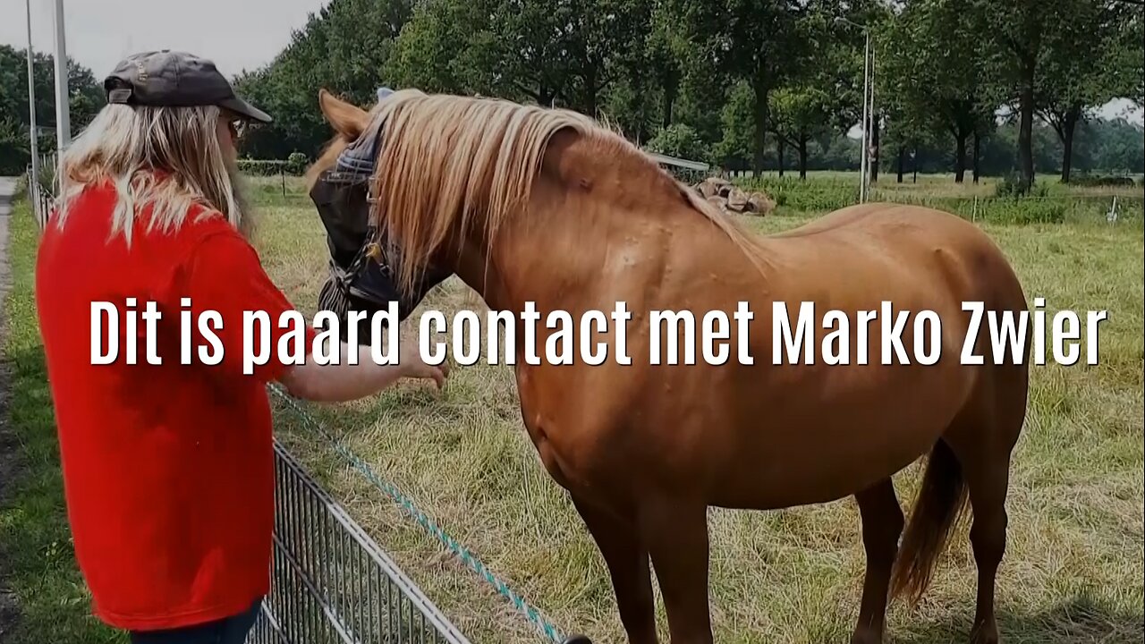 Paard contact met Marko aan de Zwier - #Paard #contact