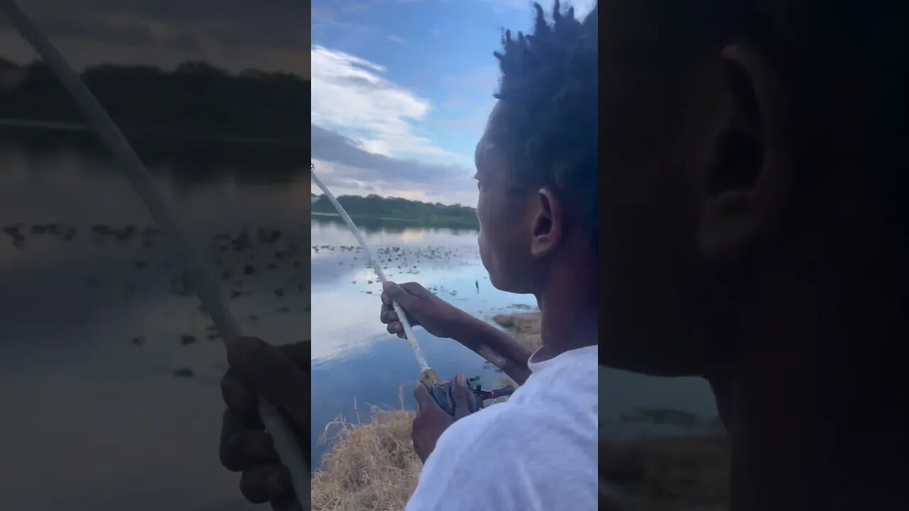 Good day in the lake.🎣 #fishing #fishingvideo #bassfishing #florida