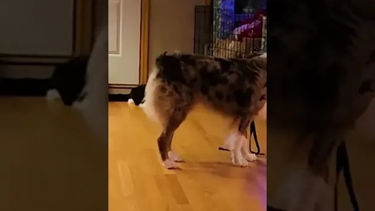 Smart dog uses string to play with cat
